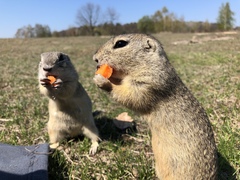 Spermophilus citellus