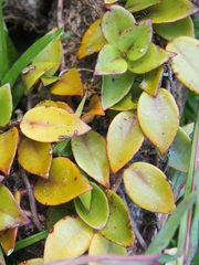 Codonanthopsis