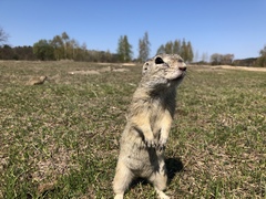 Spermophilus citellus