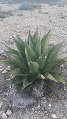 Agave gentryi