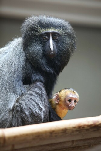 Owl-faced Guenon (Cercopithecus hamlyni) · iNaturalist