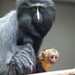 Owl-faced Guenon - Photo (c) Mulhouseville, some rights reserved (CC BY-SA)