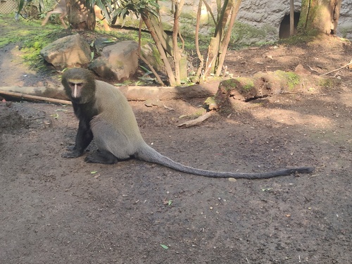 フクロウグエノン