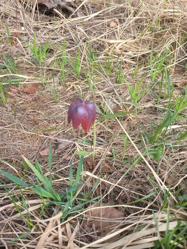 Fritillaria meleagris