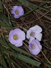 Oxalis commutata