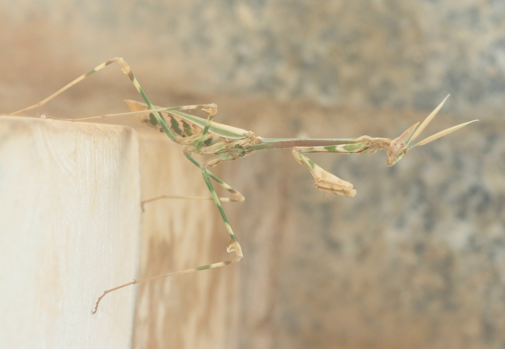 Empusa simonyi