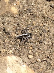 Oxyopes tridens