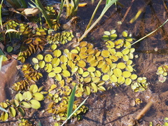 Salvinia auriculata