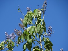 Vitex gaumeri