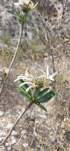 Plumeria stenopetala