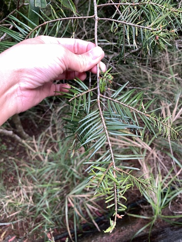 Pseudotsuga sinensis, photograph 5