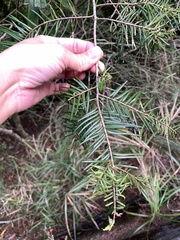 Pseudotsuga sinensis, photograph 呂一起(Lyu yi-chi), CC BY, iNaturalist via GBIF