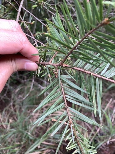 Pseudotsuga sinensis, photograph 6