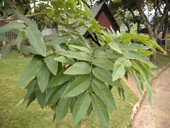 Cassia fistula