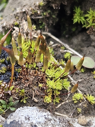 Image of Encalypta vulgaris by (c) Helen Waterman, some rights reserved (CC BY)