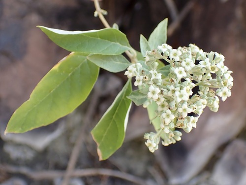 Buddleja parviflora (Buddleja parviflora)
