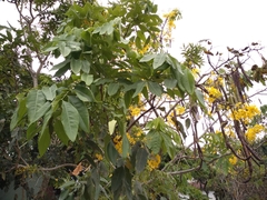 Cassia fistula