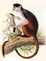 Niger Delta Red Colobus photo 2