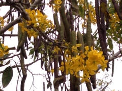 Cassia fistula