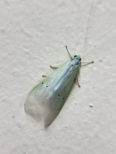 Polymorphanisus ocularis