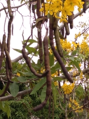 Cassia fistula