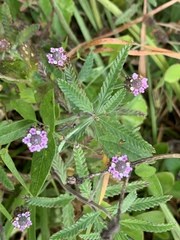 Lippia stoechadifolia