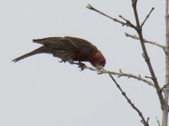 Haemorhous mexicanus