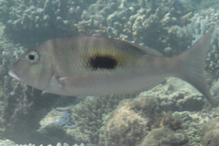 Lethrinus harak