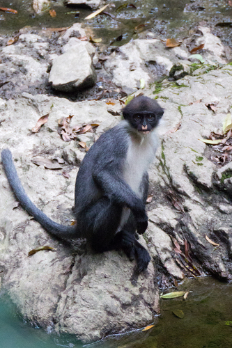 Kutai Gray Langur (Presbytis canicrus) — Endangered Mammalia