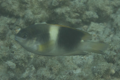 Chrysiptera biocellata