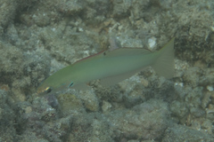Ptereleotris microlepis