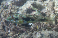 Halichoeres margaritaceus