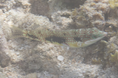 Halichoeres margaritaceus