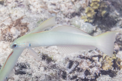 Ptereleotris microlepis