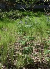 Thalictrum fendleri polycarpum