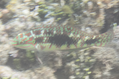 Halichoeres margaritaceus