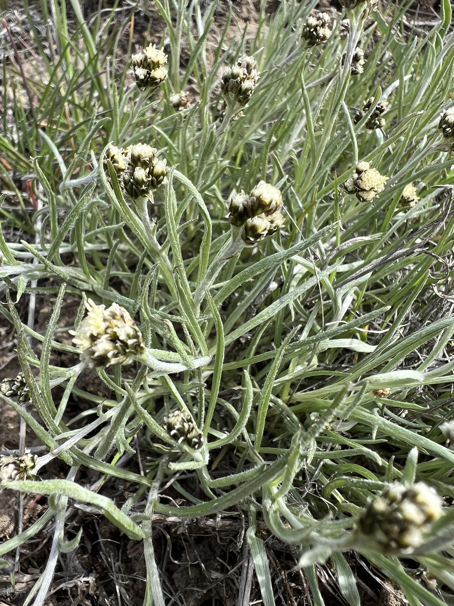 Antennaria stenophylla