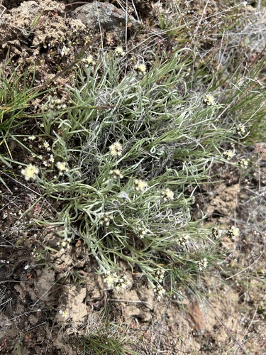 Image of Antennaria stenophylla by no rights reserved