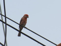 Haemorhous mexicanus