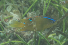 Chrysiptera unimaculata