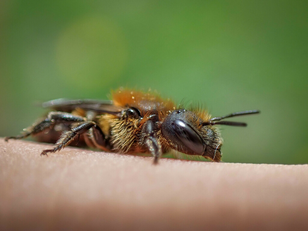 Wall Mason Bee