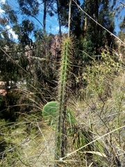 Corryocactus melanotrichus