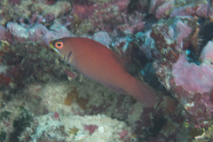 Pseudocheilinus evanidus