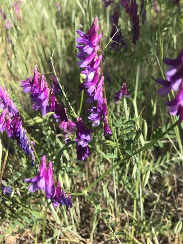 iNaturalist observation photo of hairy vetch