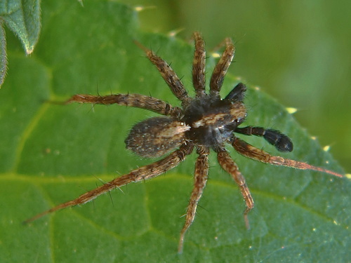 Spotted Wolf Spider
