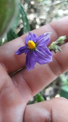 Solanum caripense