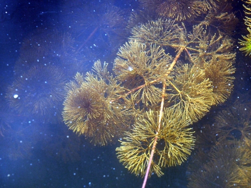 Cabomba palaeformis, photograph 4