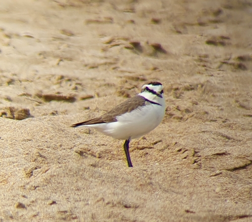 Chorlitejo patinegro (Charadrius alexandrinus)