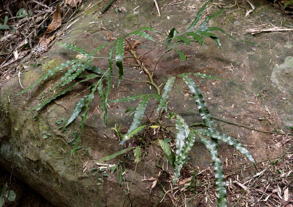 Lomariopsis moorei