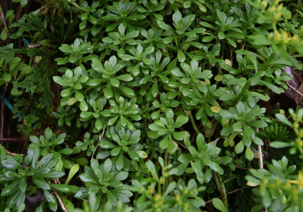 Sedum sekiteiense